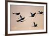 Six Common Cranes (Grus Grus) in Flight at Sunrise, Brandenburg, Germany, October 2008-Florian Möllers-Framed Photographic Print