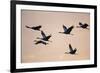 Six Common Cranes (Grus Grus) in Flight at Sunrise, Brandenburg, Germany, October 2008-Florian Möllers-Framed Photographic Print