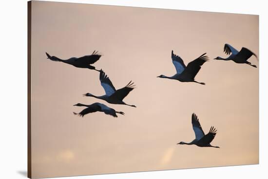 Six Common Cranes (Grus Grus) in Flight at Sunrise, Brandenburg, Germany, October 2008-Florian Möllers-Stretched Canvas