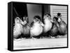 Six Ducklings Who were Abandoned by Their Mother, Being Given Swimming Lessons, July 1977-null-Framed Stretched Canvas