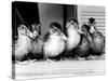 Six Ducklings Who were Abandoned by Their Mother, Being Given Swimming Lessons, July 1977-null-Stretched Canvas