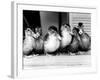 Six Ducklings Who were Abandoned by Their Mother, Being Given Swimming Lessons, July 1977-null-Framed Photographic Print