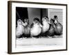 Six Ducklings Who were Abandoned by Their Mother, Being Given Swimming Lessons, July 1977-null-Framed Photographic Print