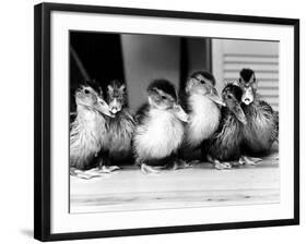 Six Ducklings Who were Abandoned by Their Mother, Being Given Swimming Lessons, July 1977-null-Framed Photographic Print