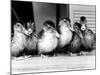 Six Ducklings Who were Abandoned by Their Mother, Being Given Swimming Lessons, July 1977-null-Mounted Photographic Print