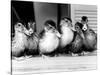 Six Ducklings Who were Abandoned by Their Mother, Being Given Swimming Lessons, July 1977-null-Stretched Canvas