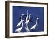 Six Great Egrets Fishing with Tri-colored Herons, Ding Darling NWR, Sanibel Island, Florida, USA-Charles Sleicher-Framed Photographic Print