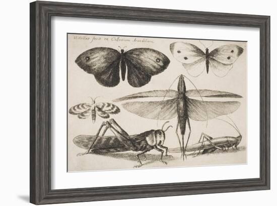 Six Insects, Plate 2 from the Series "Muscarum, Scarabeorum Vermiumque Varie Figure and Formae"-Wenceslaus Hollar-Framed Giclee Print