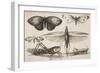 Six Insects, Plate 2 from the Series "Muscarum, Scarabeorum Vermiumque Varie Figure and Formae"-Wenceslaus Hollar-Framed Giclee Print