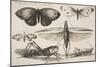 Six Insects, Plate 2 from the Series "Muscarum, Scarabeorum Vermiumque Varie Figure and Formae"-Wenceslaus Hollar-Mounted Giclee Print