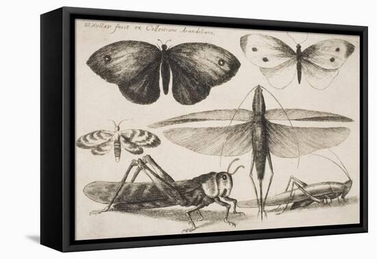 Six Insects, Plate 2 from the Series "Muscarum, Scarabeorum Vermiumque Varie Figure and Formae"-Wenceslaus Hollar-Framed Stretched Canvas