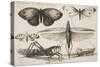 Six Insects, Plate 2 from the Series "Muscarum, Scarabeorum Vermiumque Varie Figure and Formae"-Wenceslaus Hollar-Stretched Canvas