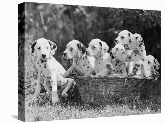 Six of the Puppies are Crowded in the Basket the Seventh is the Clever One as He Sits Outside It-Thomas Fall-Stretched Canvas