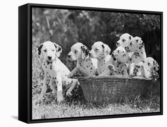 Six of the Puppies are Crowded in the Basket the Seventh is the Clever One as He Sits Outside It-Thomas Fall-Framed Stretched Canvas