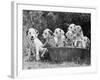 Six of the Puppies are Crowded in the Basket the Seventh is the Clever One as He Sits Outside It-Thomas Fall-Framed Photographic Print