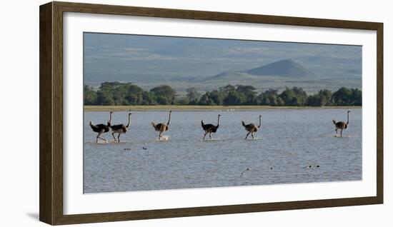 Six Ostriches Amboseli-Charles Bowman-Framed Photographic Print