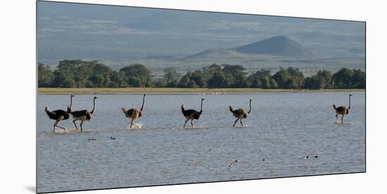 Six Ostriches Amboseli-Charles Bowman-Mounted Photographic Print