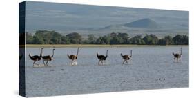 Six Ostriches Amboseli-Charles Bowman-Stretched Canvas