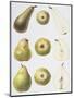 Six Pears, 1994-Margaret Ann Eden-Mounted Giclee Print