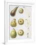 Six Pears, 1994-Margaret Ann Eden-Framed Giclee Print