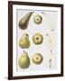 Six Pears, 1994-Margaret Ann Eden-Framed Giclee Print