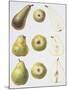 Six Pears, 1994-Margaret Ann Eden-Mounted Giclee Print
