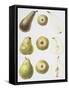 Six Pears, 1994-Margaret Ann Eden-Framed Stretched Canvas