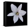 Six Petalled White  2020  (photograph)-Ant Smith-Framed Stretched Canvas