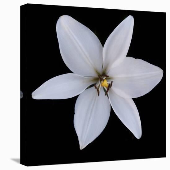 Six Petalled White  2020  (photograph)-Ant Smith-Stretched Canvas