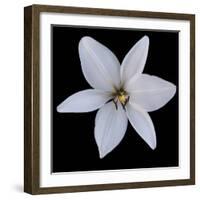 Six Petalled White  2020  (photograph)-Ant Smith-Framed Photographic Print