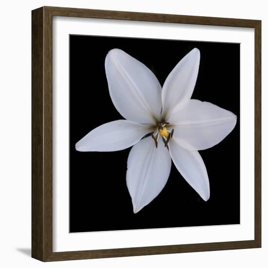Six Petalled White  2020  (photograph)-Ant Smith-Framed Photographic Print