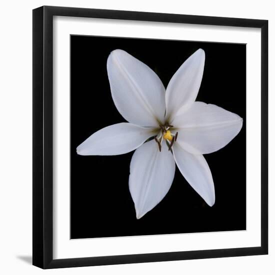 Six Petalled White  2020  (photograph)-Ant Smith-Framed Photographic Print