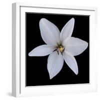 Six Petalled White  2020  (photograph)-Ant Smith-Framed Photographic Print