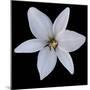Six Petalled White  2020  (photograph)-Ant Smith-Mounted Photographic Print