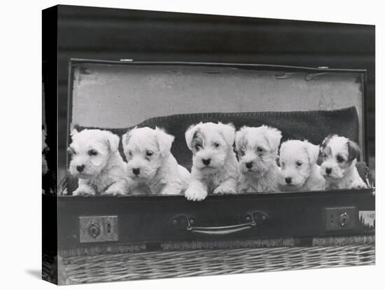 Six Puppies-Thomas Fall-Stretched Canvas