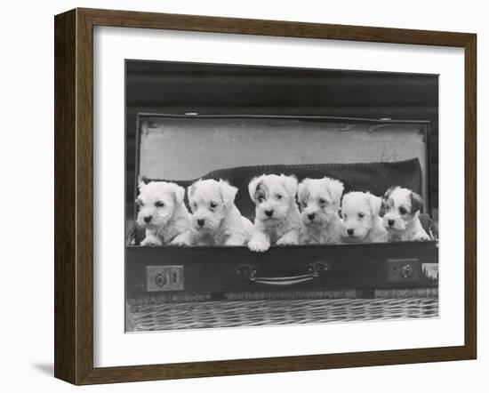 Six Puppies-Thomas Fall-Framed Photographic Print