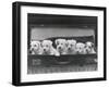 Six Puppies-Thomas Fall-Framed Photographic Print