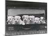 Six Puppies-Thomas Fall-Mounted Photographic Print