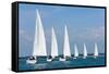 Six Sailing Ship Yachts with White Sails in A Row-dmbaker-Framed Stretched Canvas