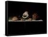 Six Shells on a Stone Shelf, 1696-Adrian Coorte-Framed Stretched Canvas