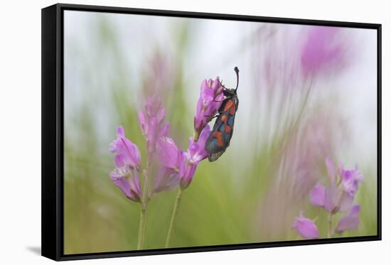 Six-Spot Burnet Moth (Zygaena Filipendulae) on Flower, San Marino, May 2009-Möllers-Framed Stretched Canvas