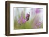 Six-Spot Burnet Moth (Zygaena Filipendulae) on Flower, San Marino, May 2009-Möllers-Framed Photographic Print