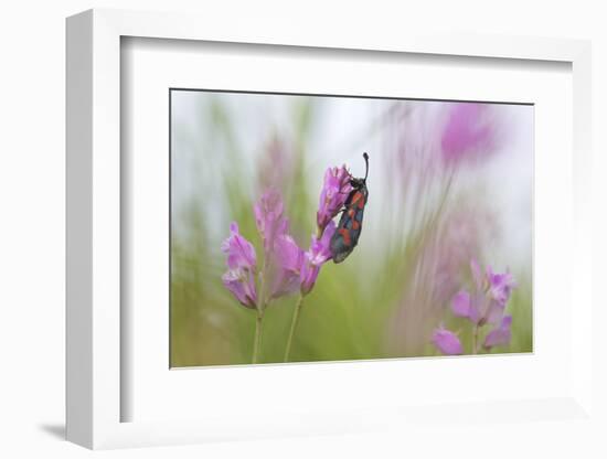 Six-Spot Burnet Moth (Zygaena Filipendulae) on Flower, San Marino, May 2009-Möllers-Framed Photographic Print