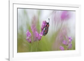 Six-Spot Burnet Moth (Zygaena Filipendulae) on Flower, San Marino, May 2009-Möllers-Framed Photographic Print