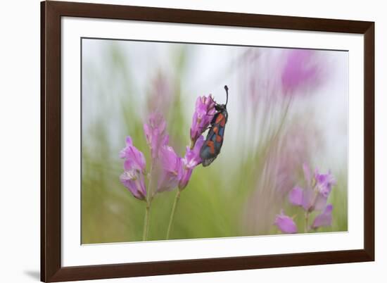 Six-Spot Burnet Moth (Zygaena Filipendulae) on Flower, San Marino, May 2009-Möllers-Framed Photographic Print