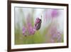 Six-Spot Burnet Moth (Zygaena Filipendulae) on Flower, San Marino, May 2009-Möllers-Framed Photographic Print