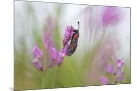 Six-Spot Burnet Moth (Zygaena Filipendulae) on Flower, San Marino, May 2009-Möllers-Mounted Photographic Print