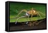 Six-Spotted Fishing Spider Eating Damselfly-Joe McDonald-Framed Stretched Canvas