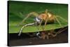 Six-Spotted Fishing Spider Eating Damselfly-Joe McDonald-Stretched Canvas