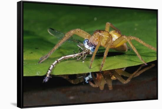 Six-Spotted Fishing Spider Eating Damselfly-Joe McDonald-Framed Stretched Canvas